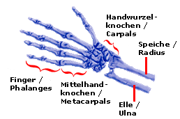 anatomie_hand