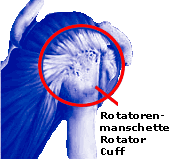 anatomie_schulter3_rotator