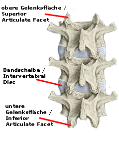 spine3